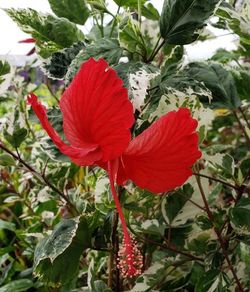 Snow Queen Variegated Hibiscus, Hibiscus rosa-sinensis 'Snow Queen'